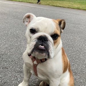 Meet your Posher, Laia